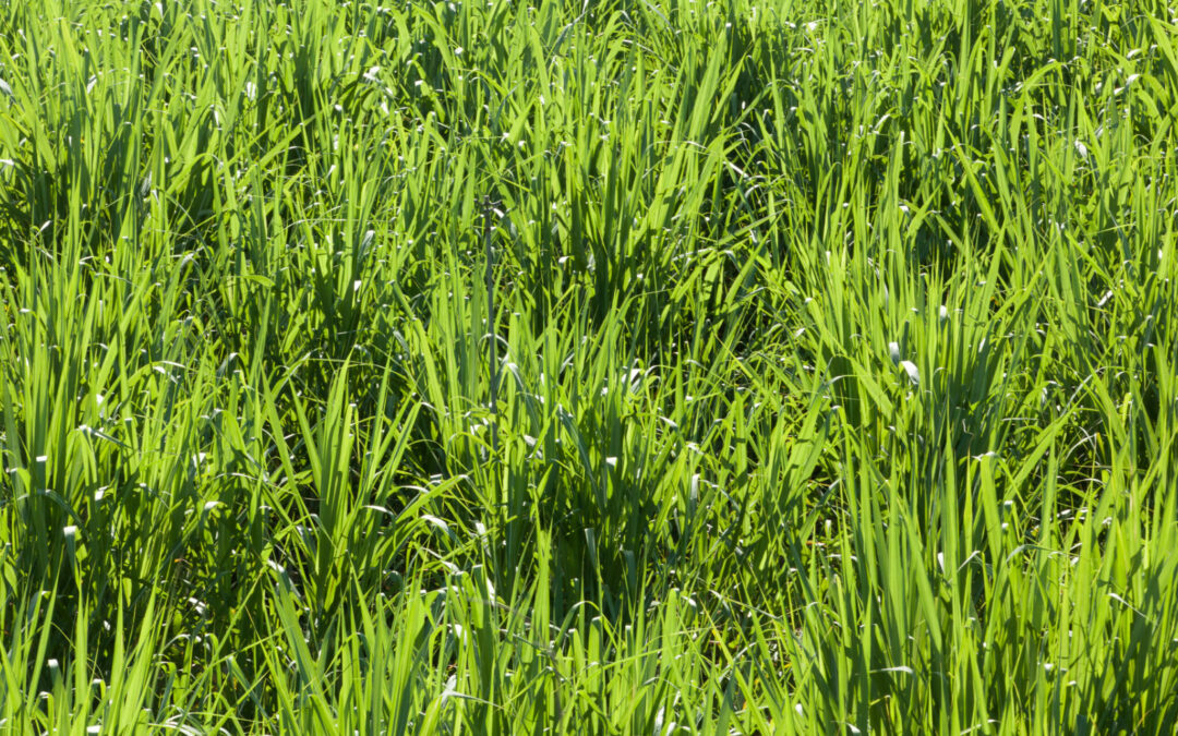 Innovation en canne à sucre par la sélection variétale
