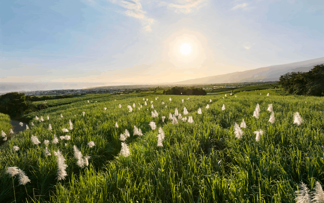 Reportages inédits sur la filière Canne-Sucre