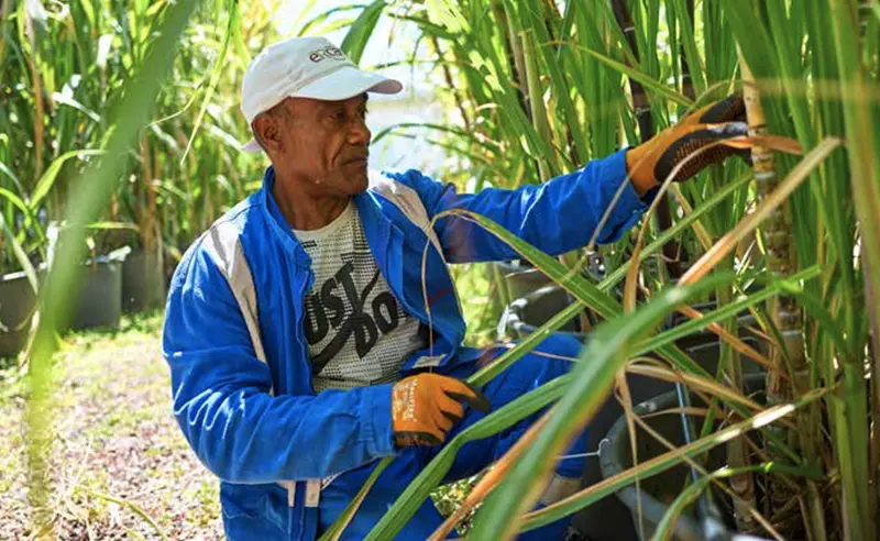 Agriculteur dans un champ de canne à sucre à La Réunion