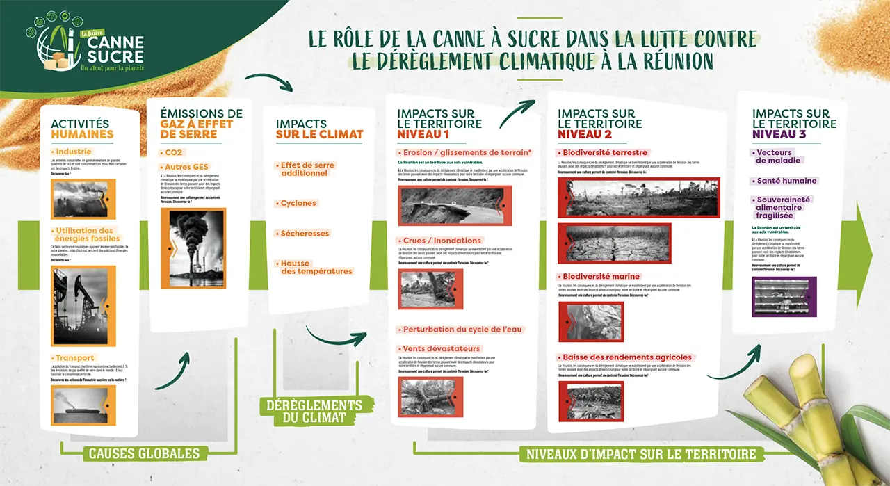 Fresque des atouts de la filière canne-sucre face au changement climatique