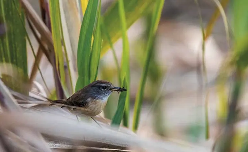 Oiseau dans un champ de canne à sucre, biodiversité à La Réunion