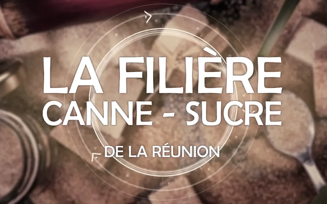 Filière Canne Sucre (film)