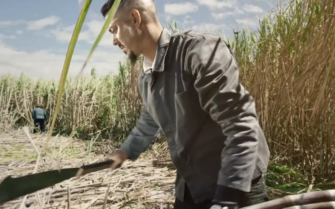 Notre île, notre sucre, une alchimie unique
