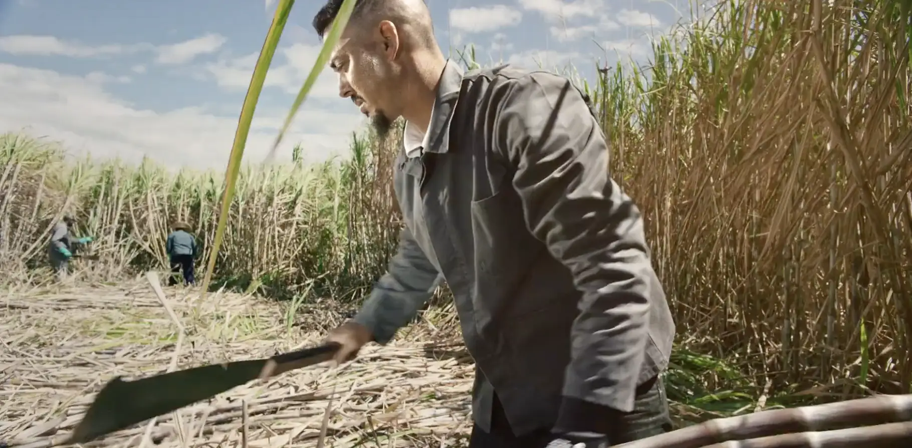 Notre île, notre sucre, une alchimie unique