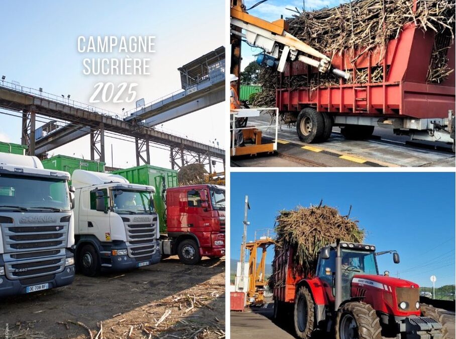 La campagne sucrière 2025 de La Réunion est lancée 🚜