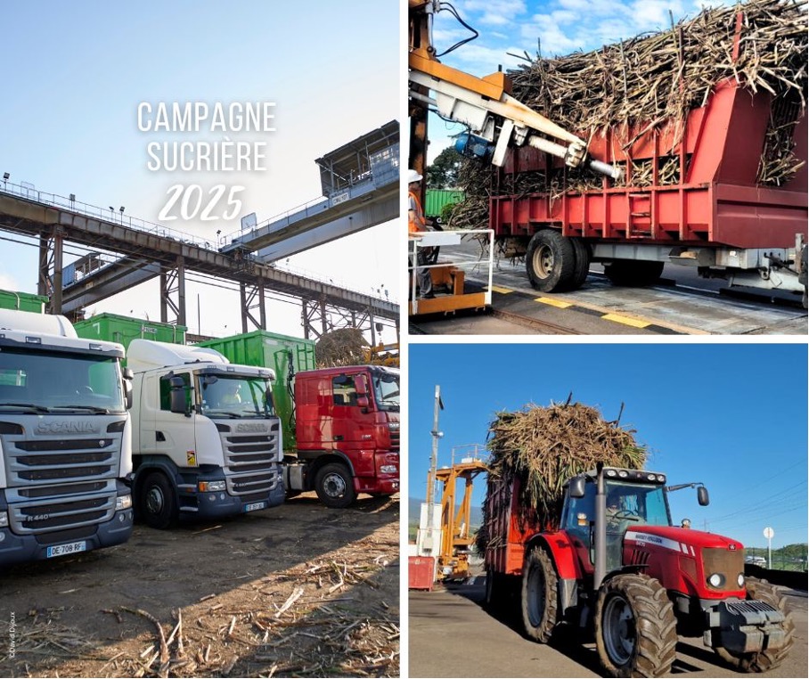 La campagne sucrière 2025 de La Réunion est lancée 🚜