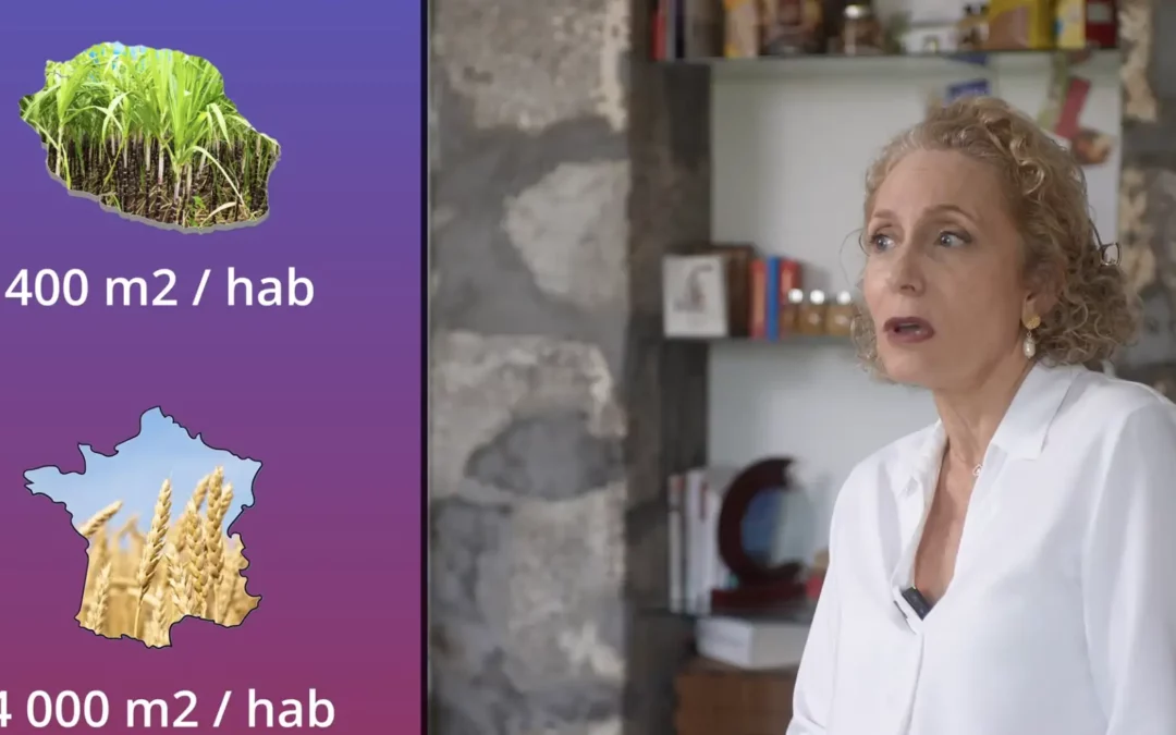 La canne à la Réunion – Moteur d’export au cœur de la souveraineté alimentaire