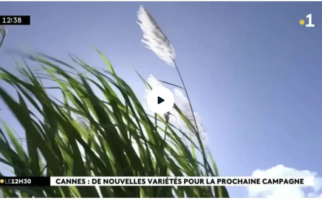 La 1ère : Depuis près d&rsquo;un siècle, Ercane crée les variétés de cannes qui poussent dans les champs de La Réunion