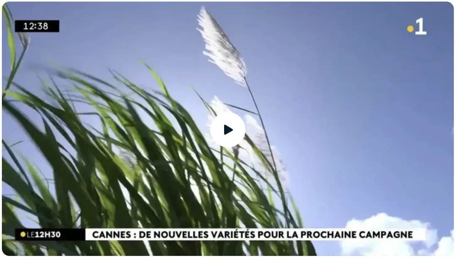 La 1ère : Depuis près d’un siècle, Ercane crée les variétés de cannes qui poussent dans les champs de La Réunion