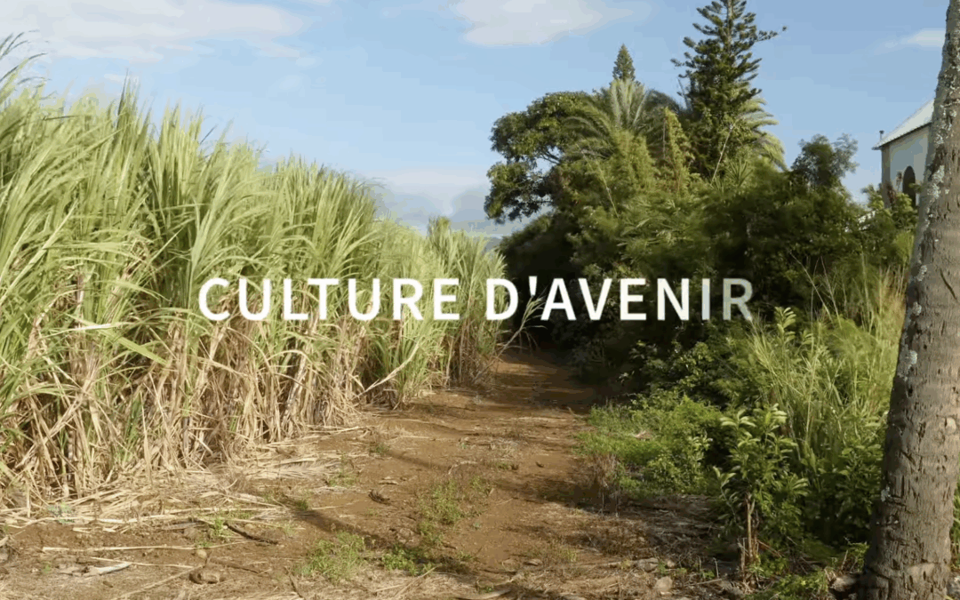 La canne à la Réunion – Culture d&rsquo;avenir