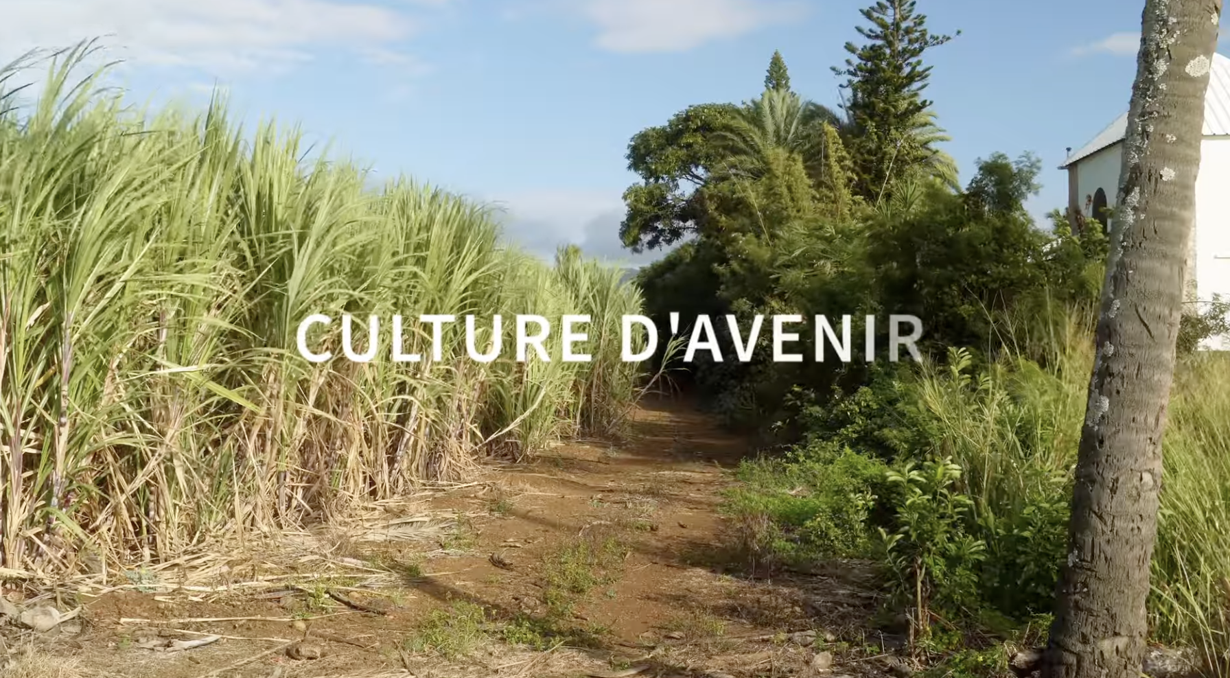 La canne à la Réunion – Culture d’avenir