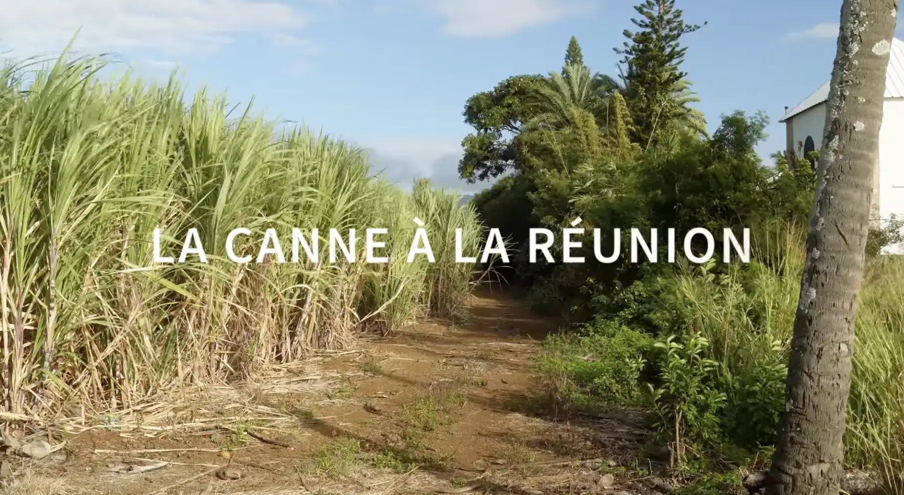 La canne à la Réunion – Modèle d’économie circulaire et d’agro-écologie