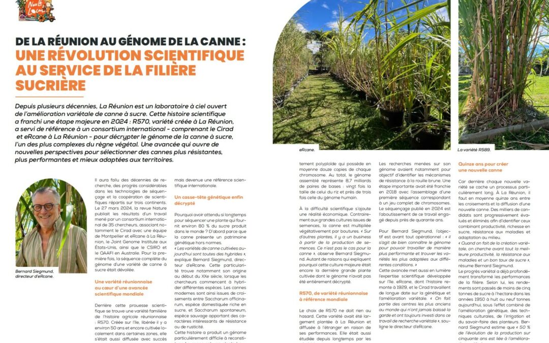 De La Réunion au génome de la canne : une révolution scientifique au service de la filière sucrière